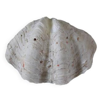 Bivalve