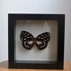 Papillon naturalisé de 1997