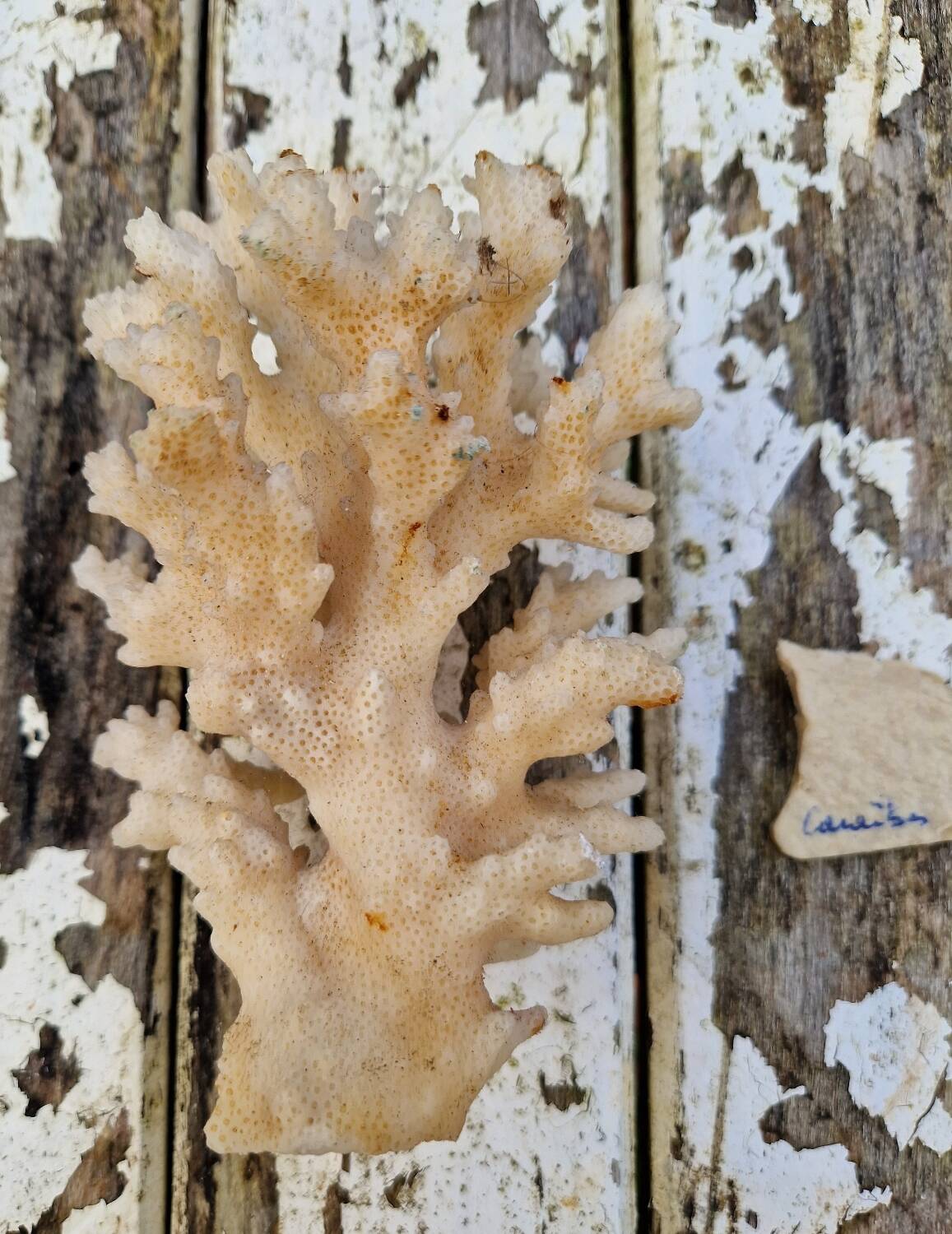 Ancient Caribbean Coral