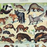 Old engraving 1928, Fur animals, Coat, mammal.. • Lithograph, original illustration
