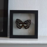 Naturalized butterfly from 1997