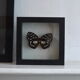 Papillon naturalisé de 1997