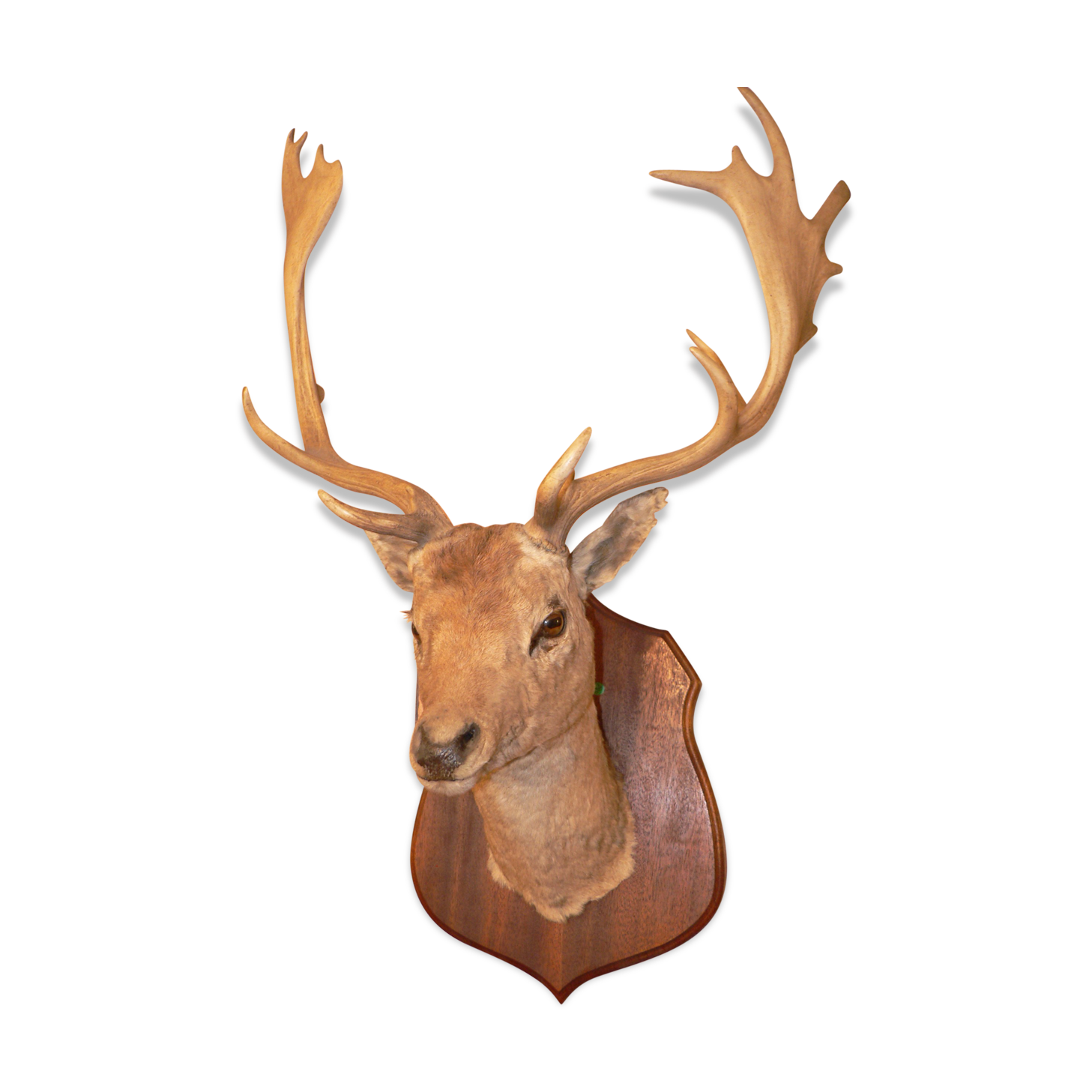 Naturalized deer hunting trophy head