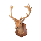 Naturalized deer hunting trophy head
