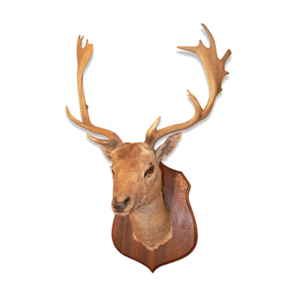 Naturalized deer hunting trophy head