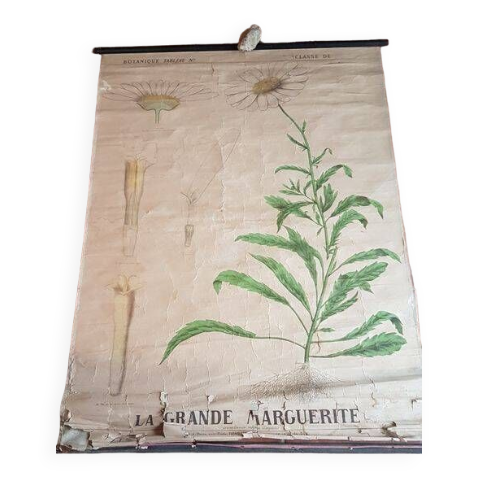 Old Deyrolle poster - the great daisy