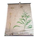 Ancienne affiche Deyrolle - la grande marguerite