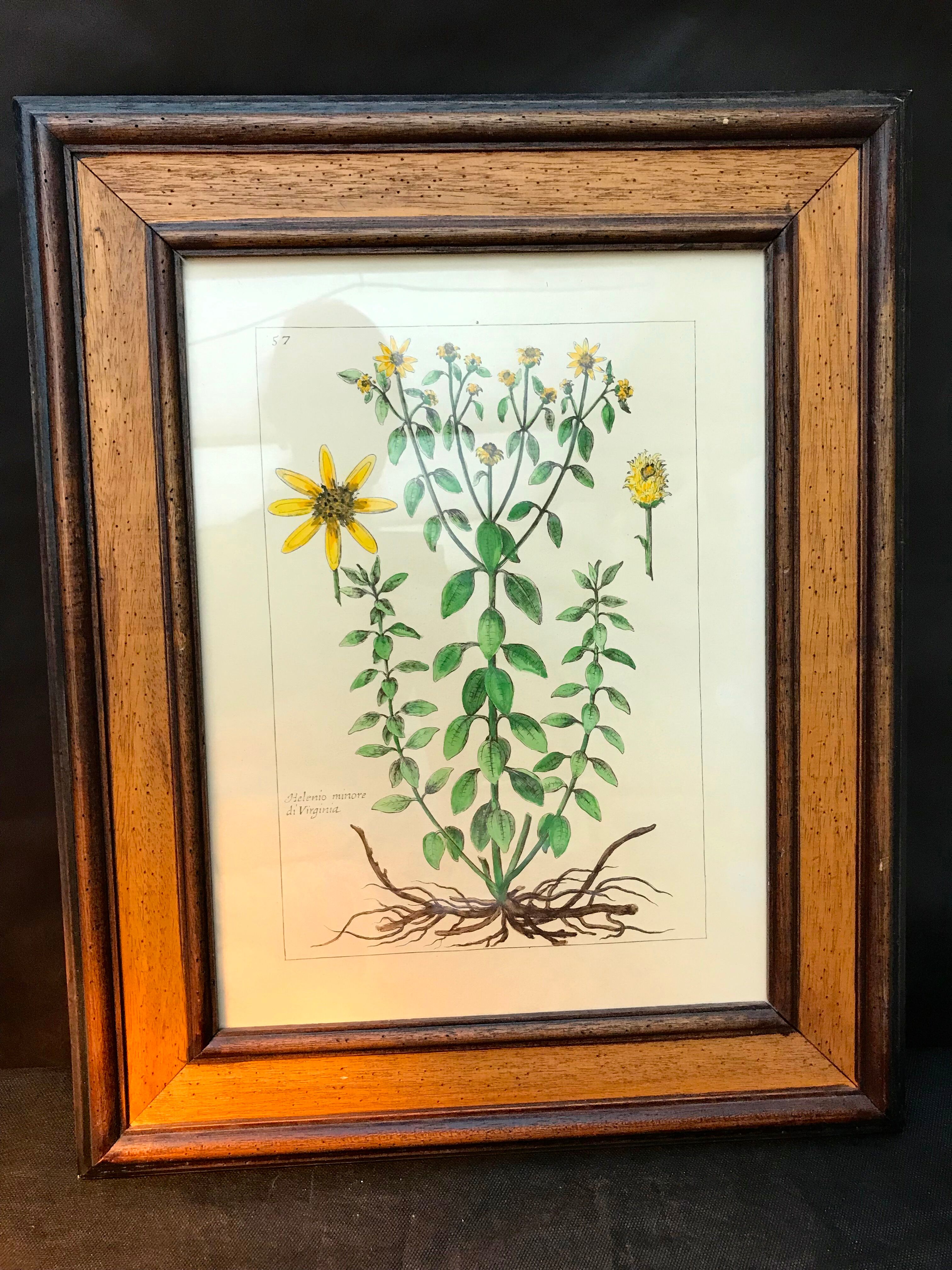 Painting golden yellow flowers wooden frame vintage botanical encyclopedia Lamarck