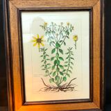 Painting golden yellow flowers wooden frame vintage botanical encyclopedia Lamarck