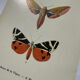 Botanical engraving plant France double-sided naturalist plate