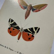 Gravure botanique plante France planche naturaliste double face