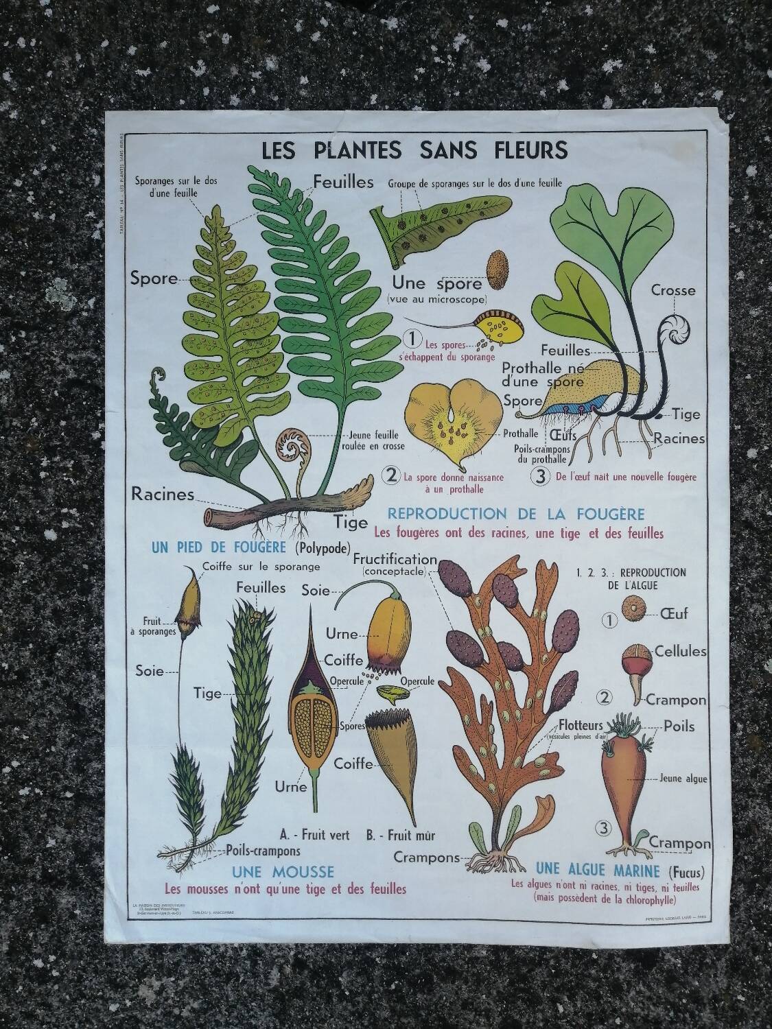 Vintage MDI school poster: Plants without flowers & Wheat, grasses.