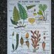 Vintage MDI school poster: Plants without flowers & Wheat, grasses.