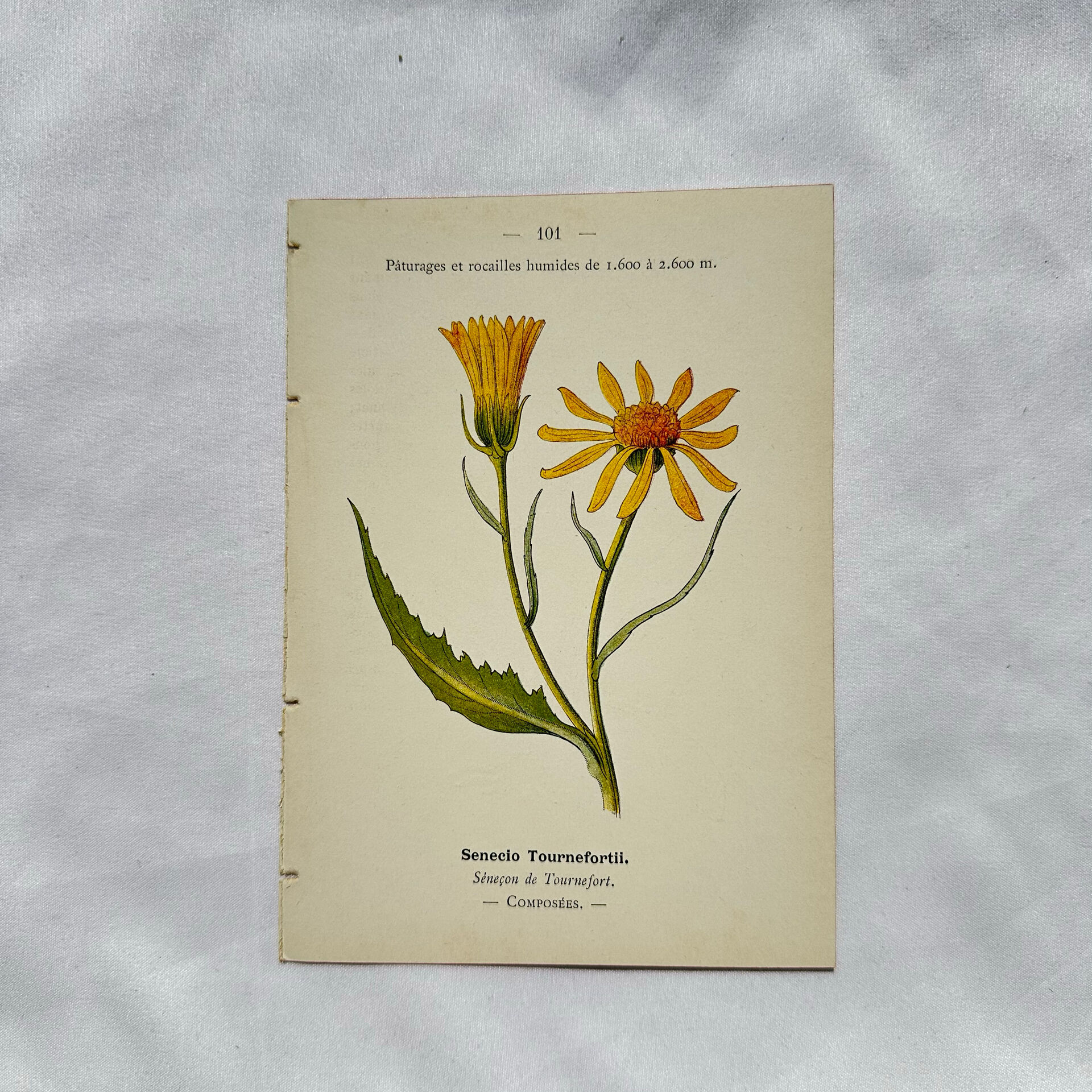 Coloured engraving hands botanical poster antique 1800 double-sided