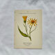 Coloured engraving hands botanical poster antique 1800 double-sided