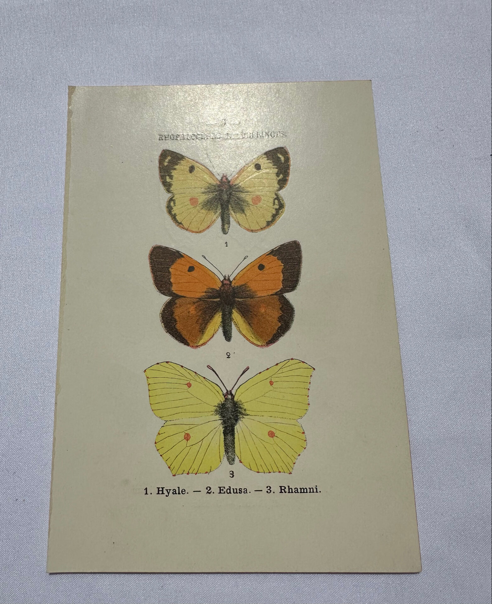 Naturalist plate engraving butterfly 19th century