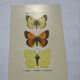 Naturalist plate engraving butterfly 19th century