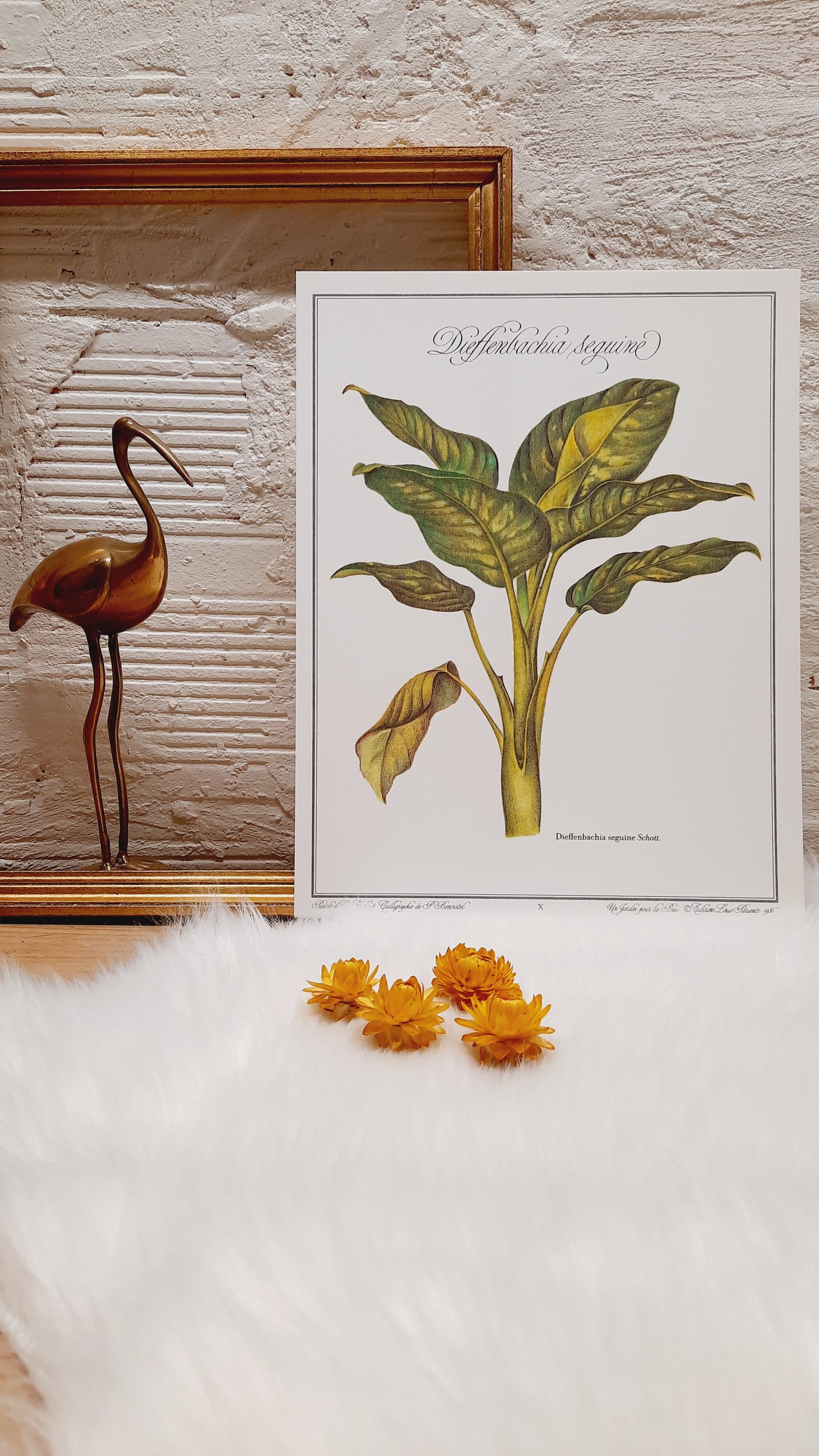 Botanical plate Diffenbachia