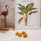 Botanical plate Diffenbachia