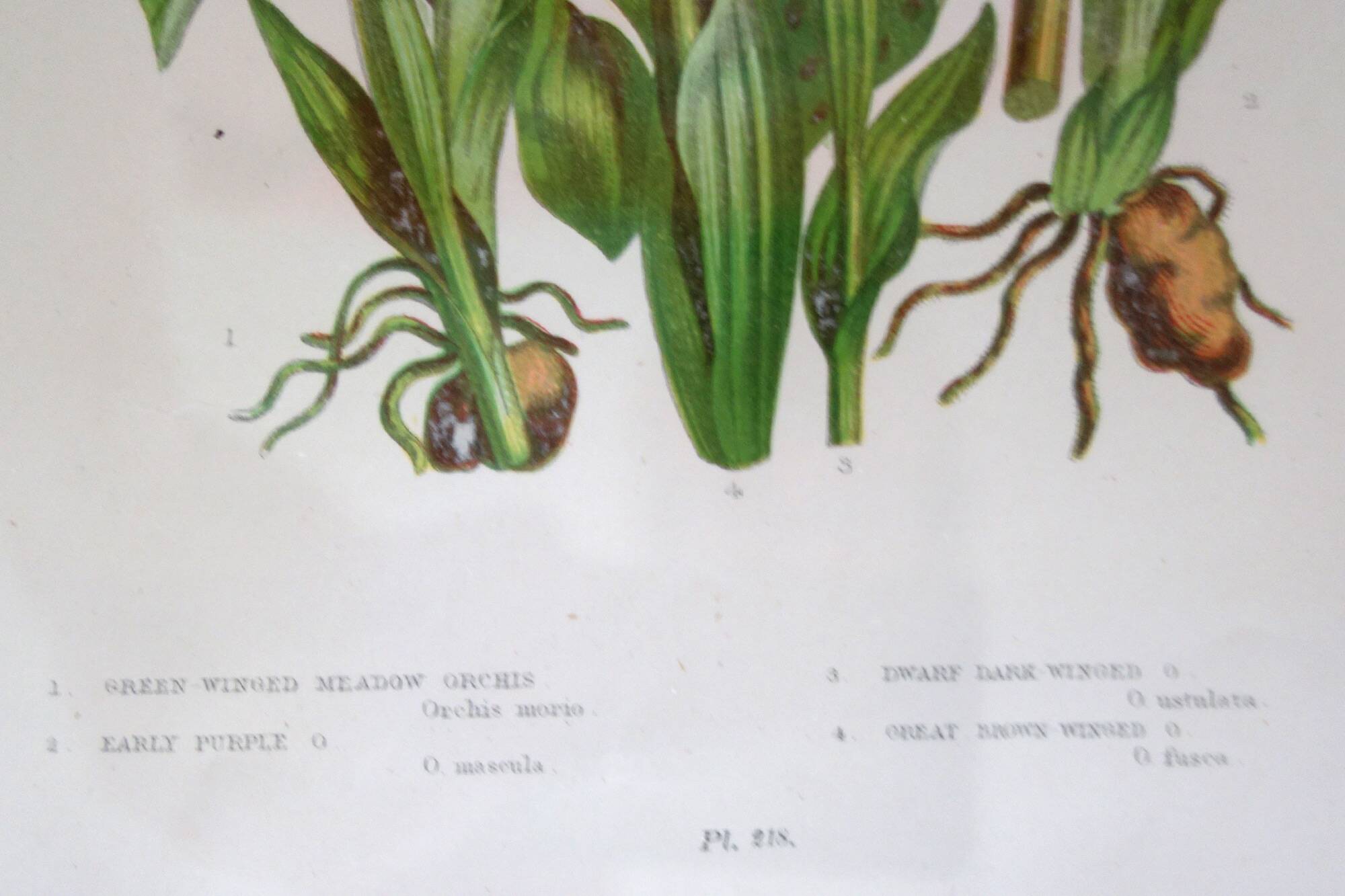 4 framed botanical plates, 19th century