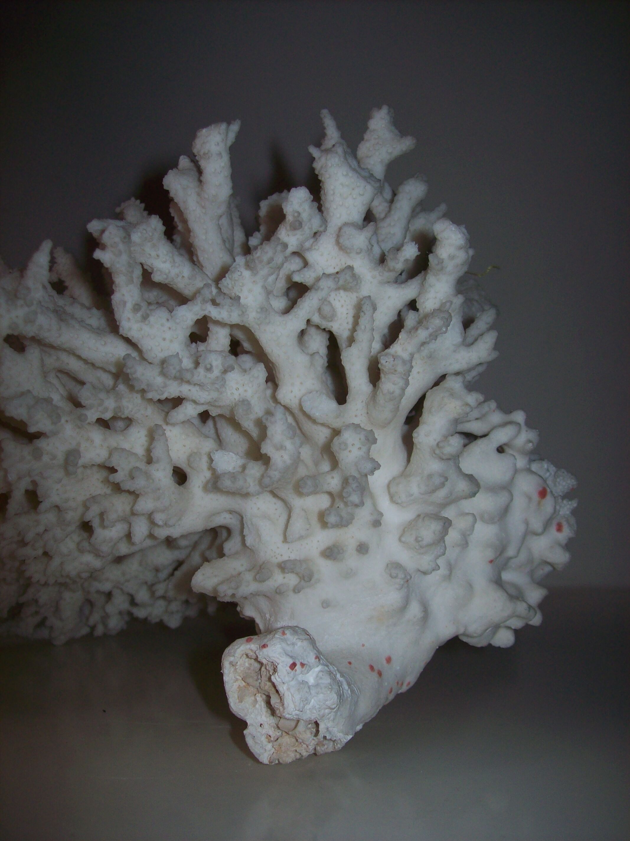 White coral