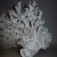 White coral