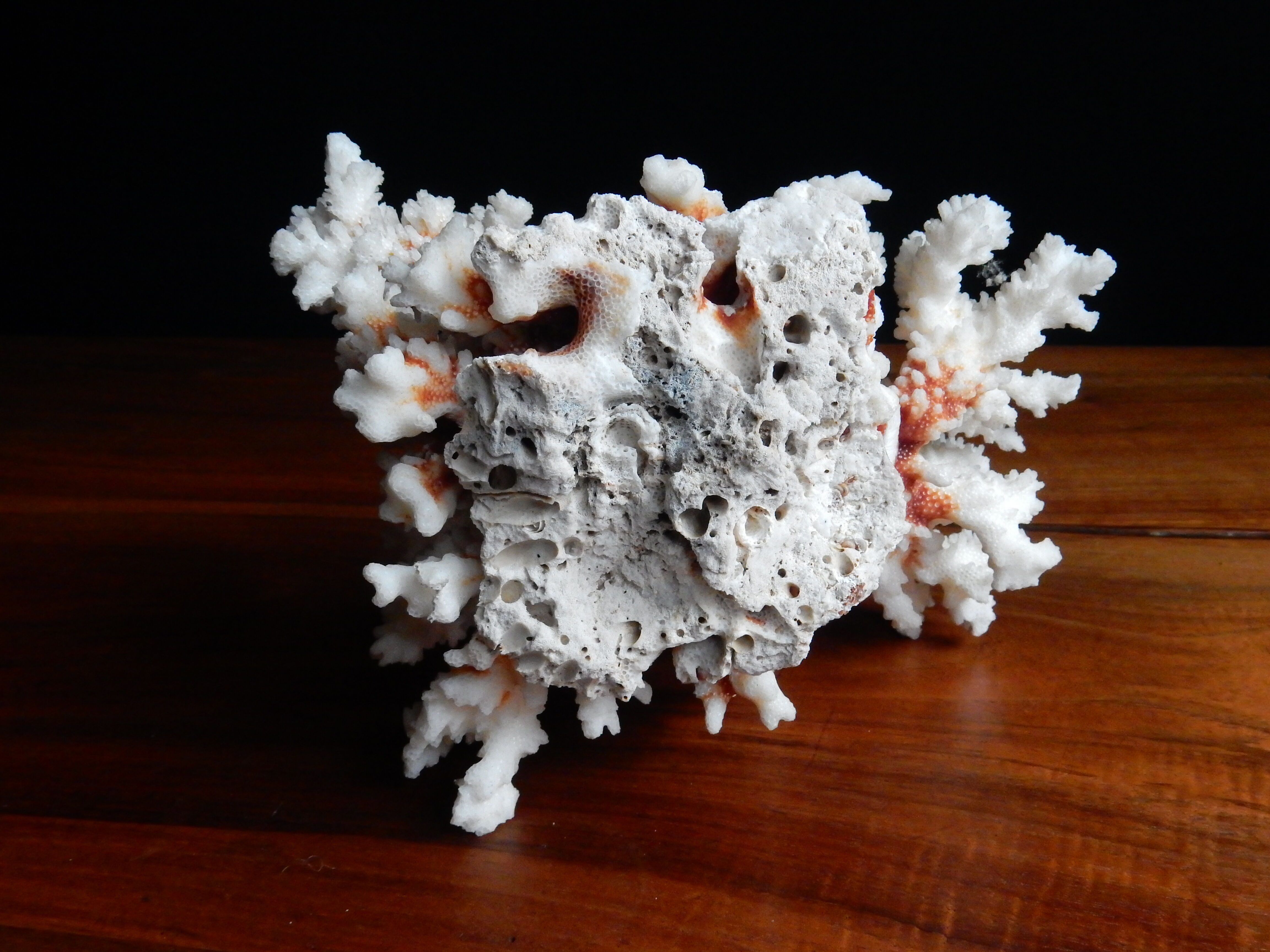 Ancient white coral from the 70s