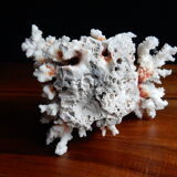 Ancient white coral from the 70s