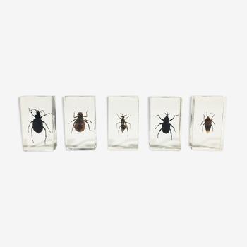 Lot of 5 insects under inclusion resin