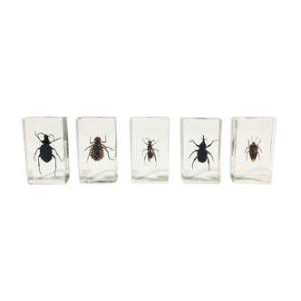 Lot of 5 insects under inclusion resin