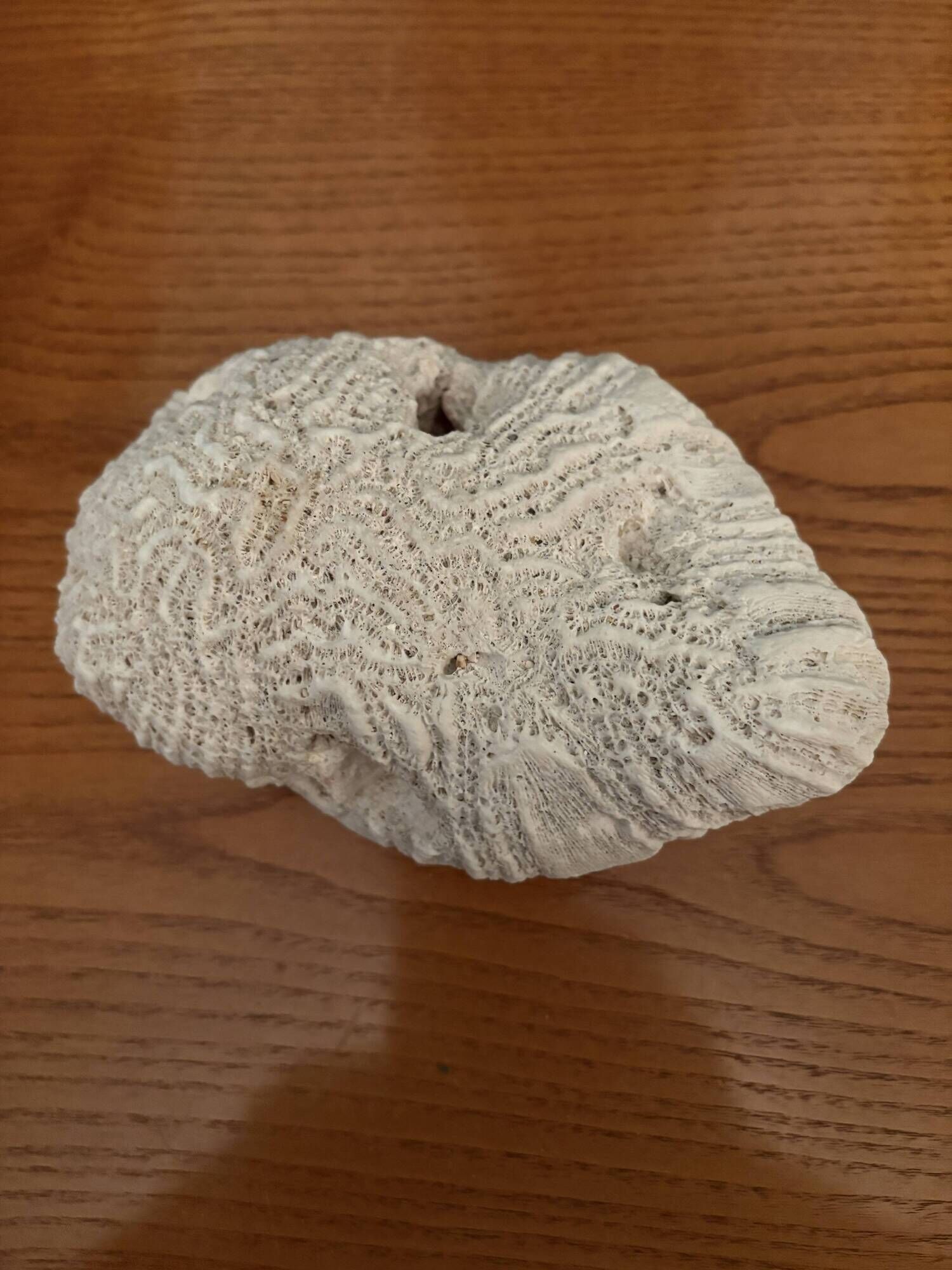 Corail cerveau