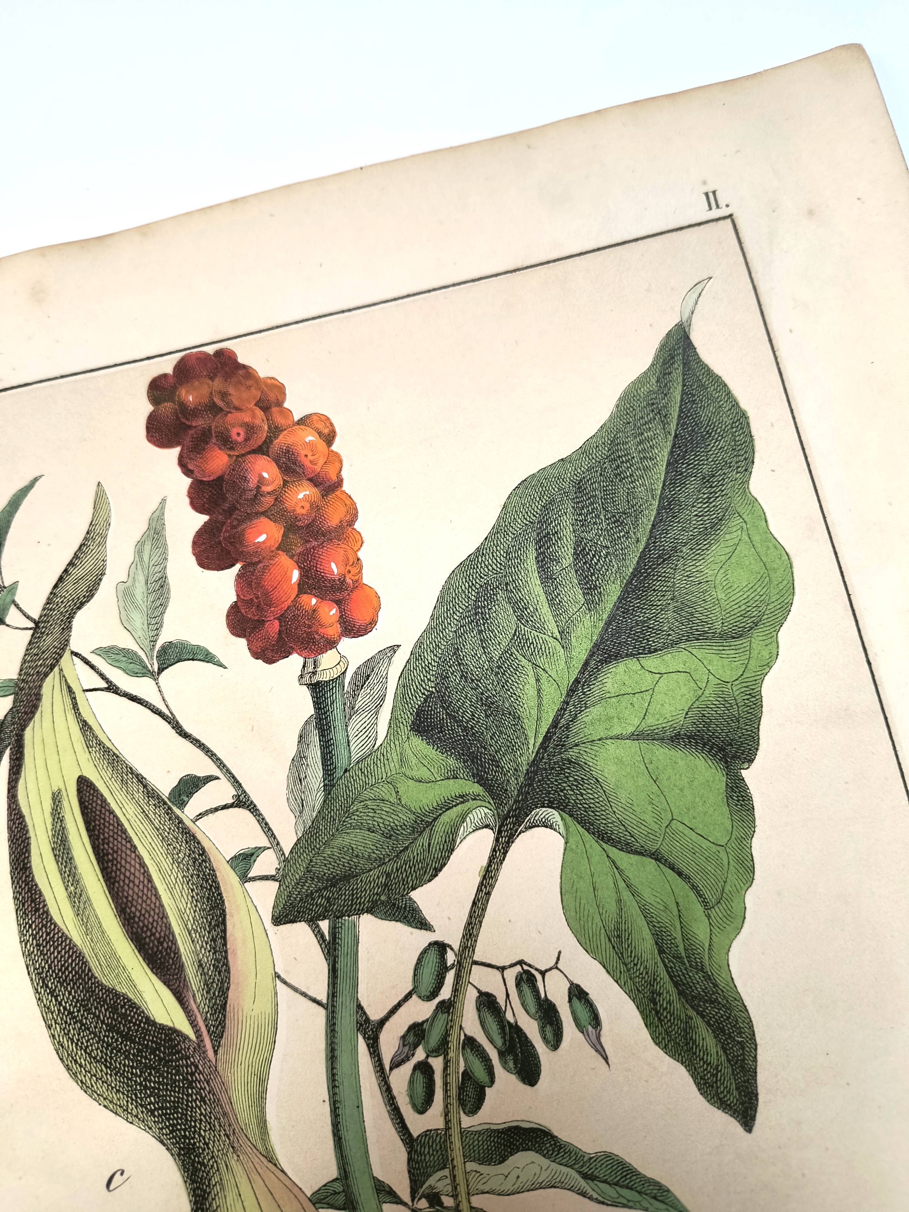 Botanical engraving from 1870 - Bois-Gentil and Yew - Lithograph of a plant