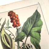 Botanical engraving from 1870 - Bois-Gentil and Yew - Lithograph of a plant