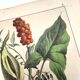 Botanical engraving from 1870 - Bois-Gentil and Yew - Lithograph of a plant