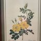 Rosehip engraving