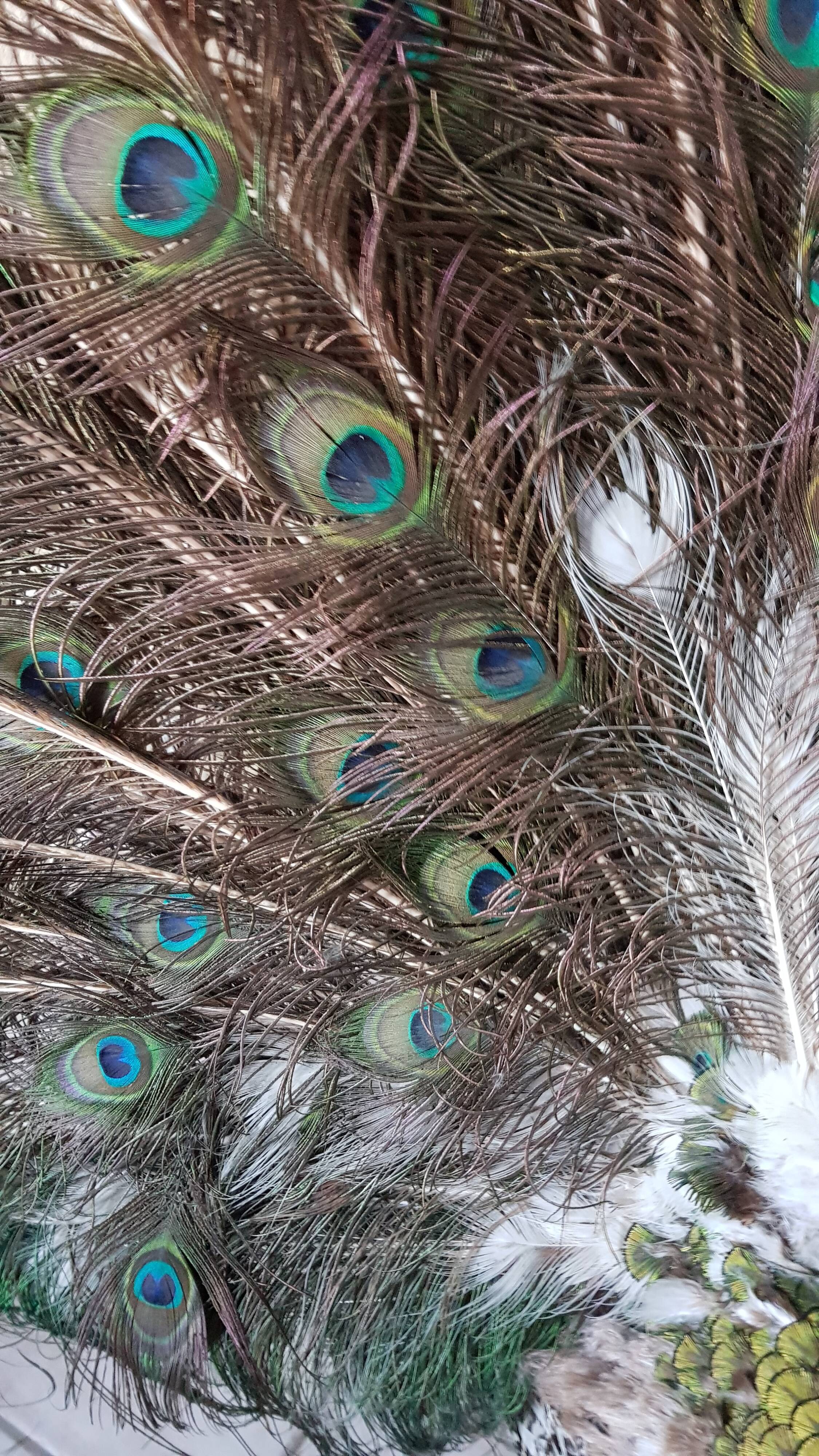 Naturalized blue peacock
