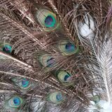 Naturalized blue peacock