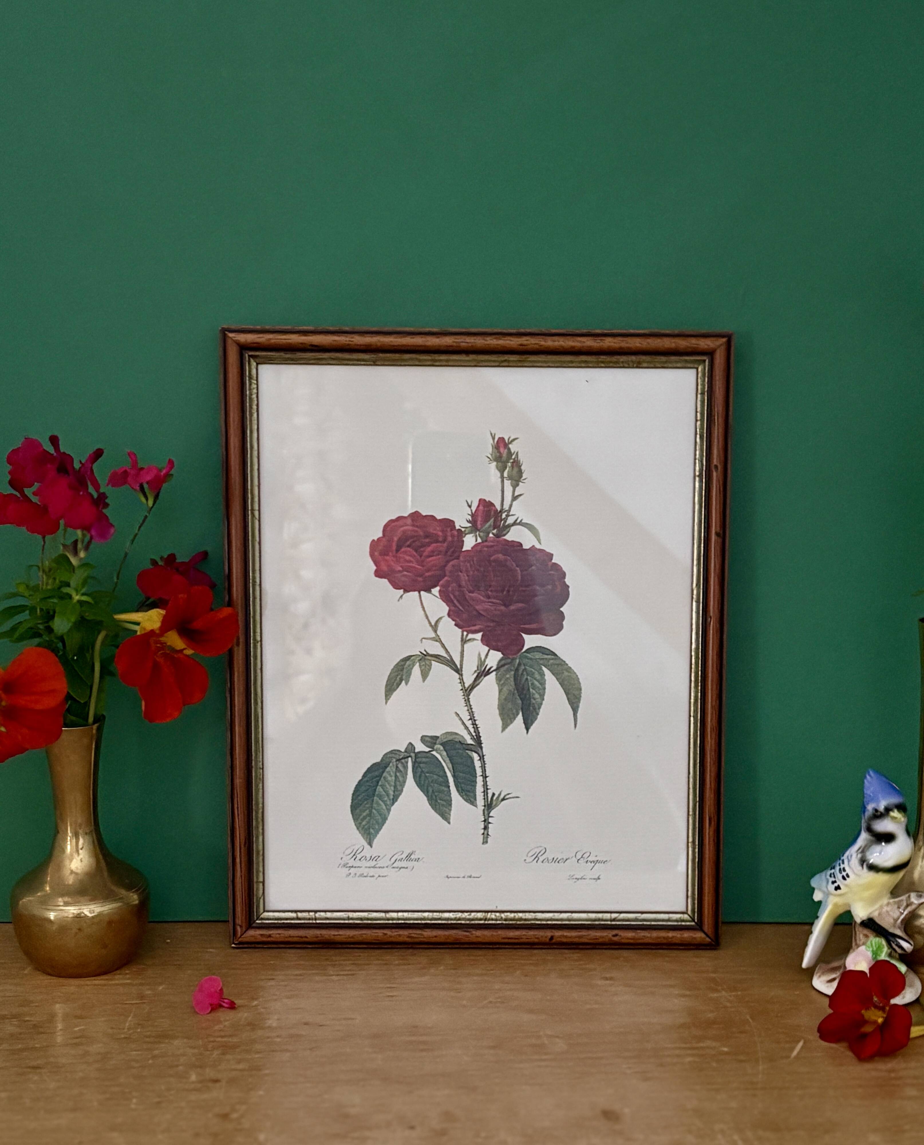 Cadre ancien rose rouge Redouté
