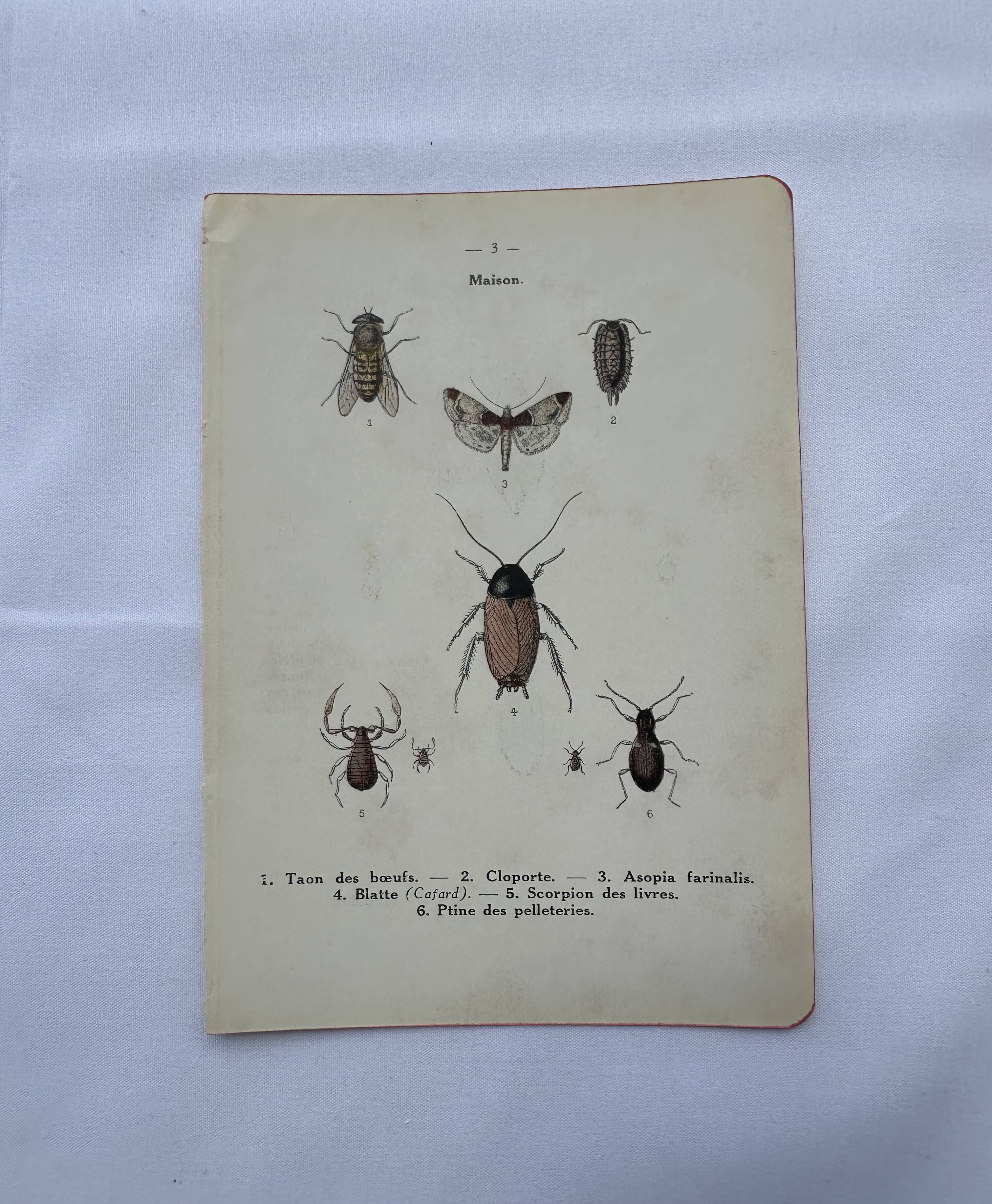 Naturalist plate insect France vintage botanical engraving