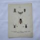 Naturalist plate insect France vintage botanical engraving