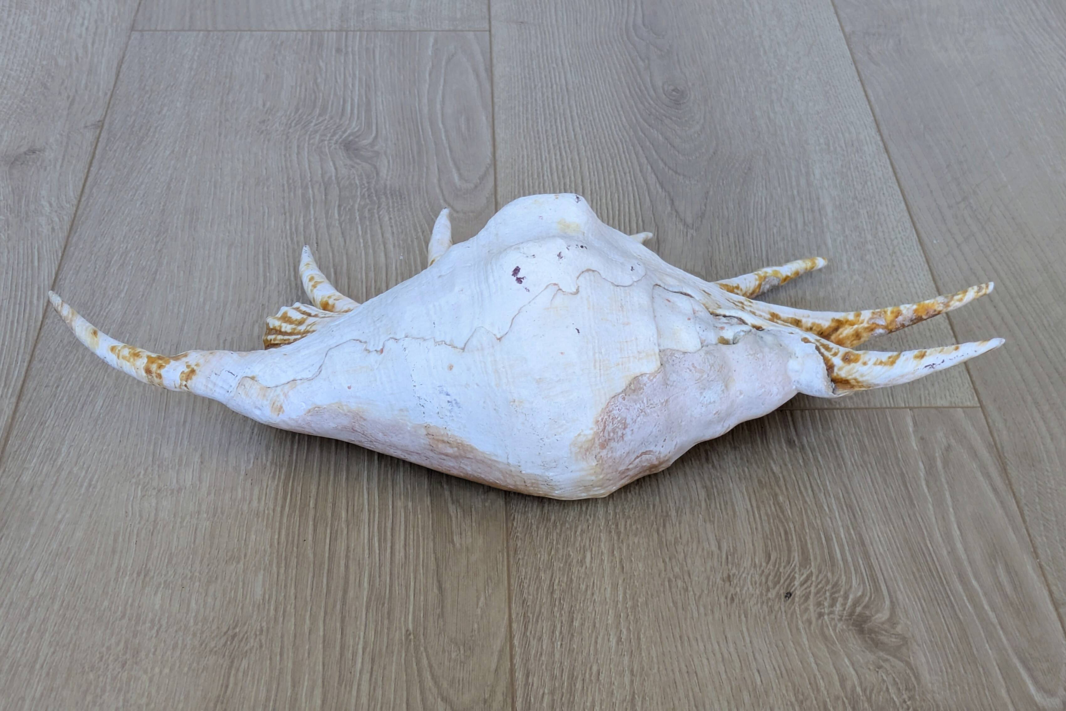 Great Shell – Giant Scallop Lambis truncata - Exceptional 37 cm