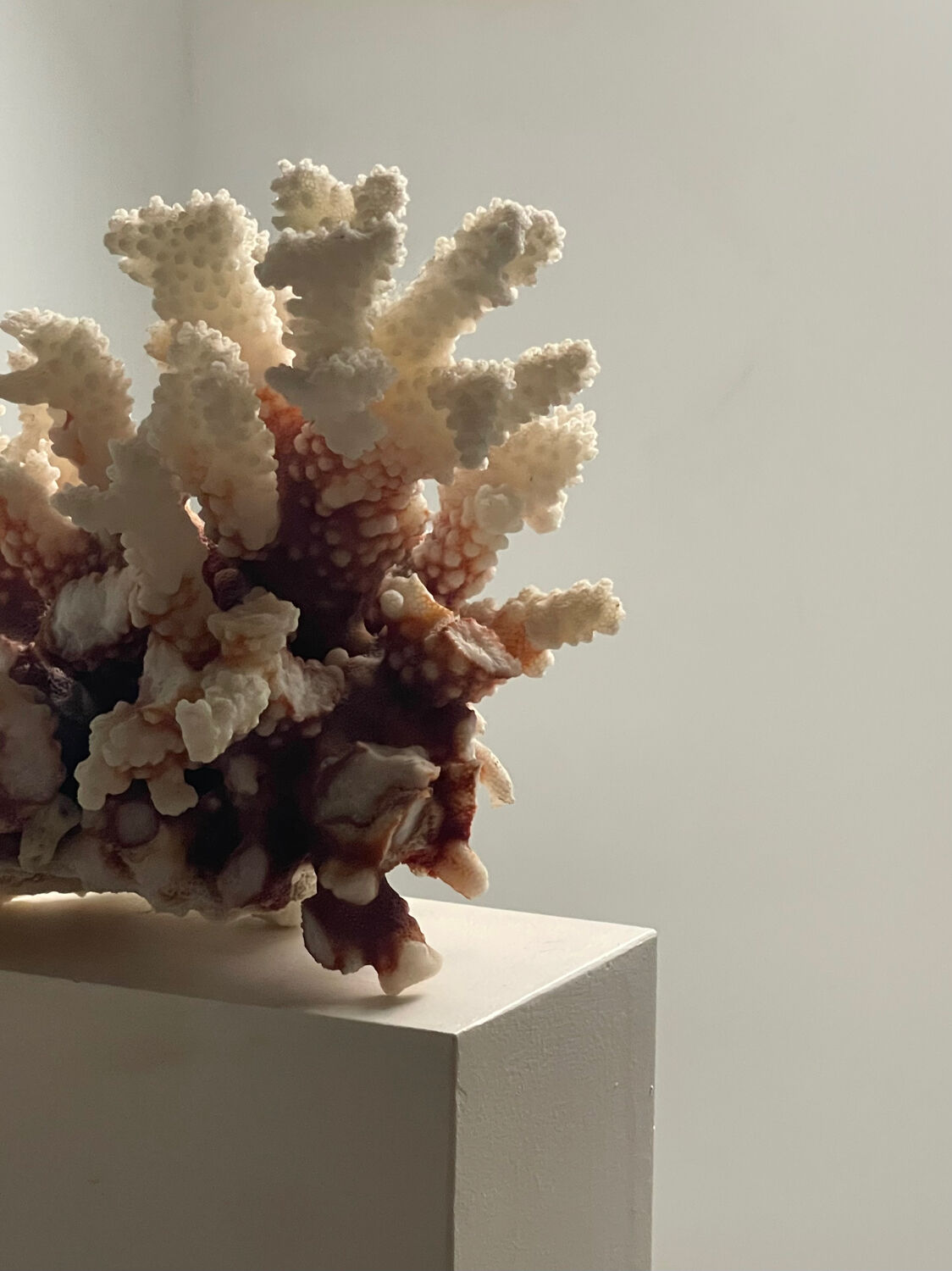 Natural branching coral.