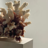 Natural branching coral.