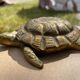 Brass turtle - opens and fits