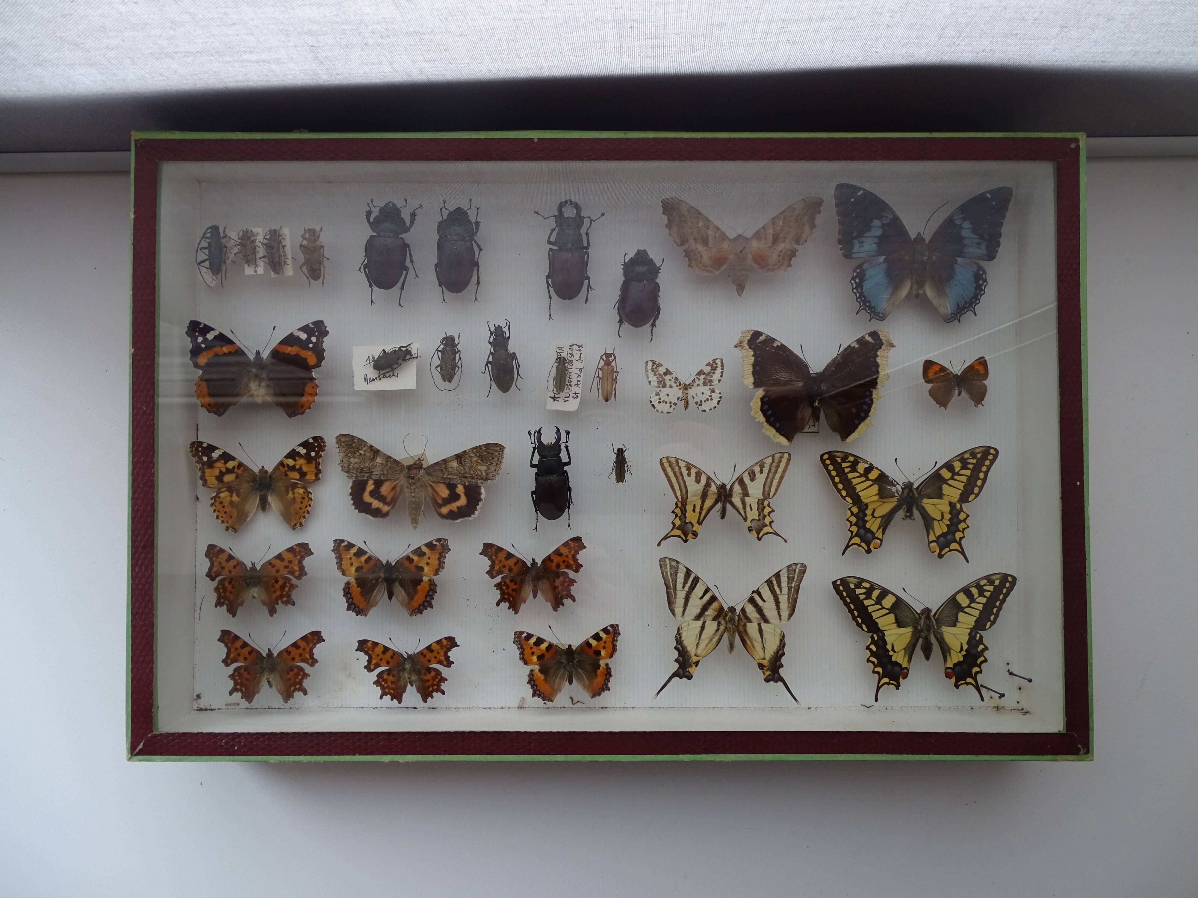 Ancient butterflies and stuffed insects under frame 1930s