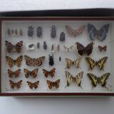 Ancient butterflies and stuffed insects under frame 1930s
