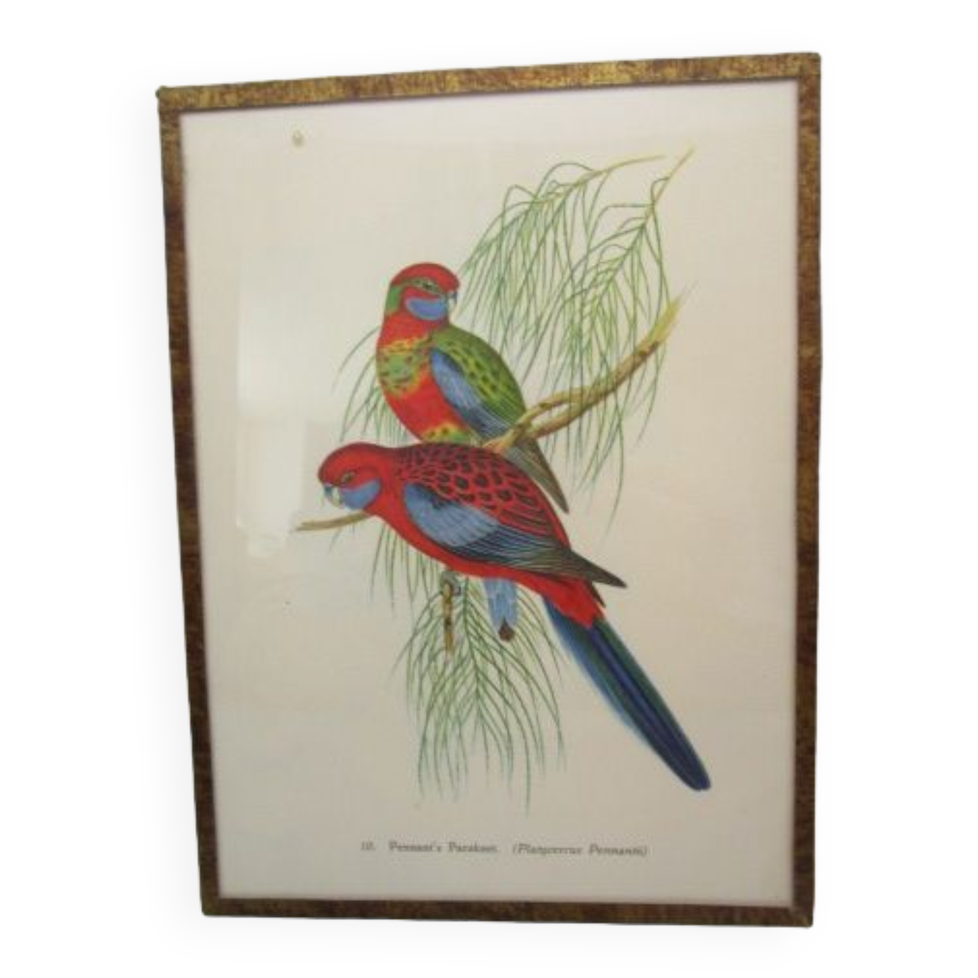 Engraving of ancient birds