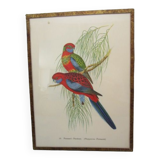 Engraving of ancient birds