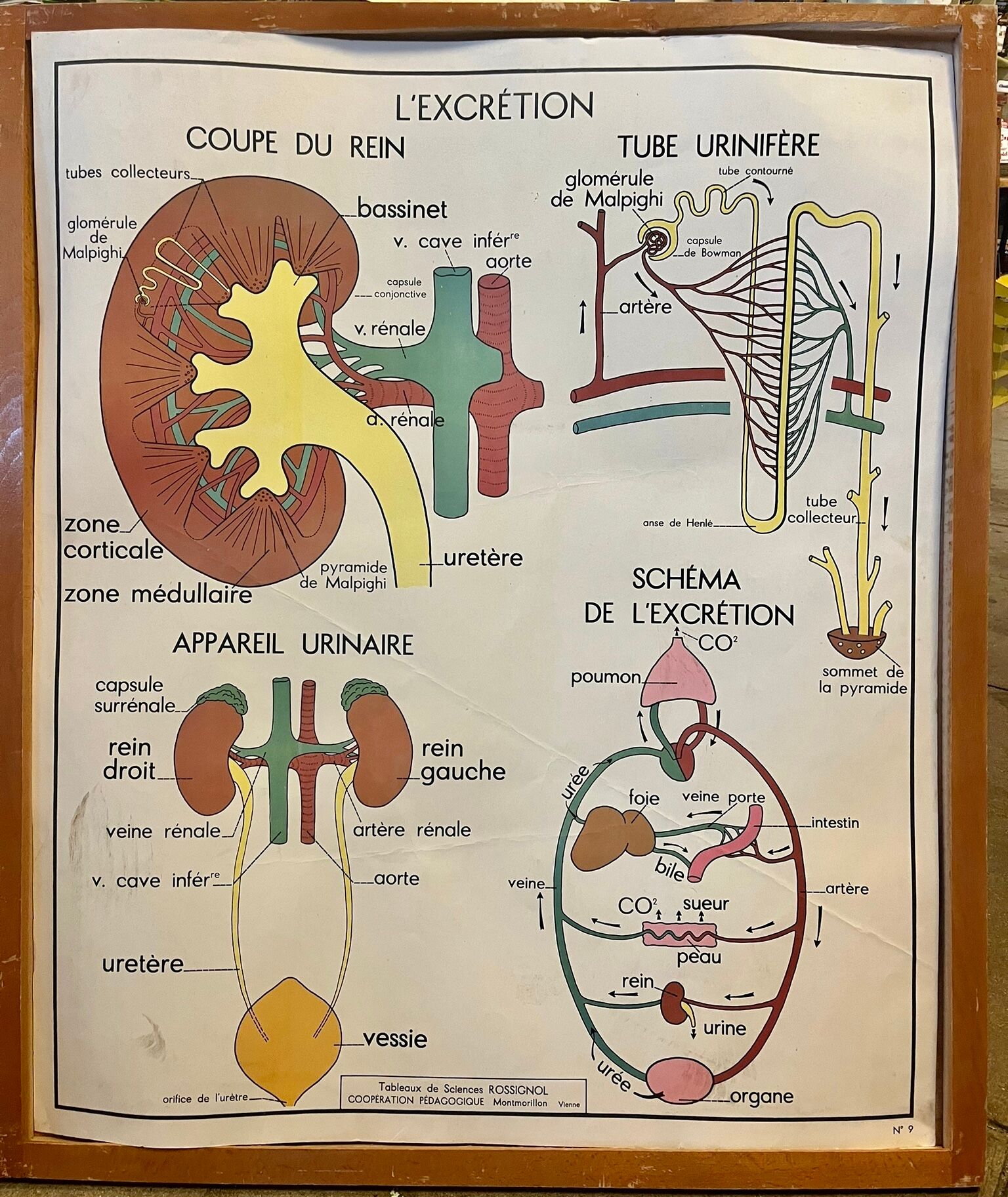 Human Body Poster - The Skeleton and Excretion - Rossignol