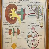 Human Body Poster - The Skeleton and Excretion - Rossignol